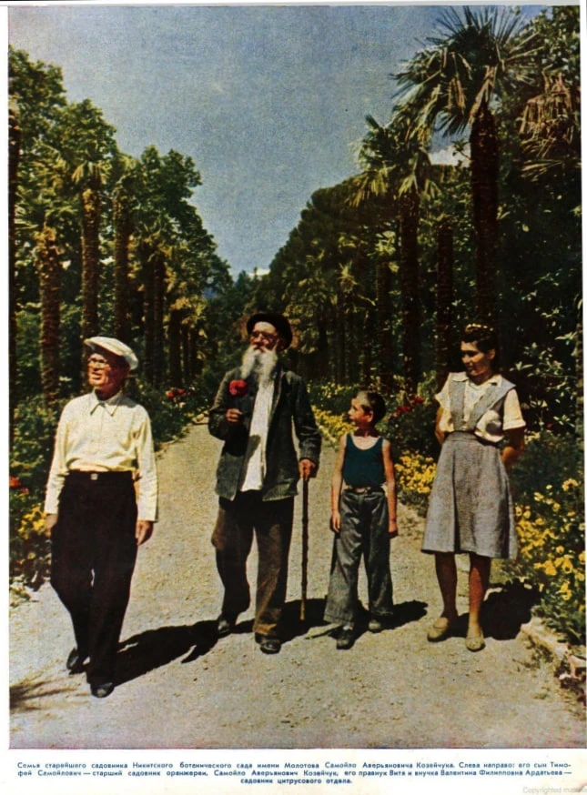 Фоторепортаж из Никитского сада в журнале «Огонёк», 1950 г., август, № 34.  🤓 Никитский ботанический