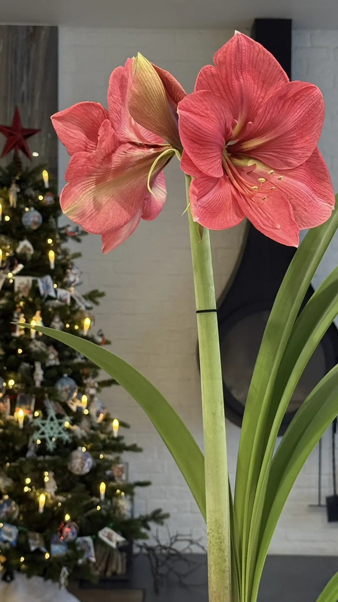 🌺🌿 Амариллисы в крымском саду