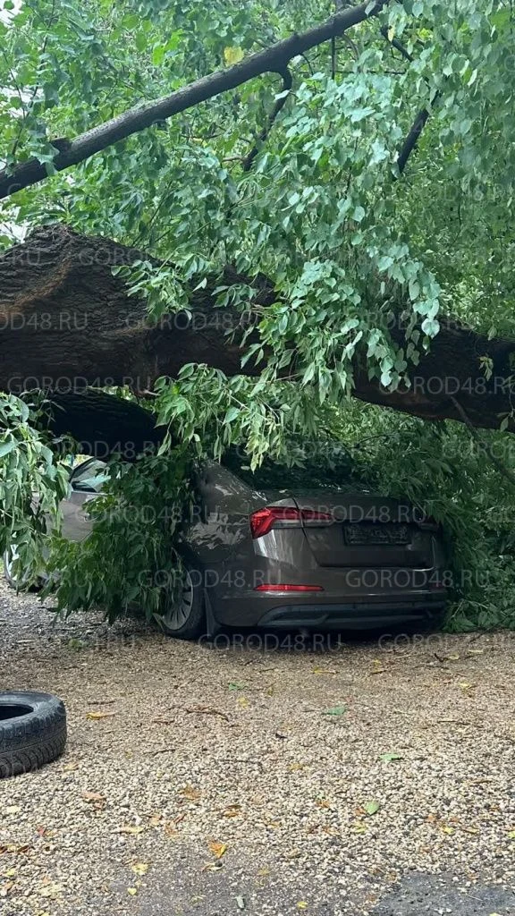 Огромное дерево упало в Липецке на два автомобиля и задело третий.