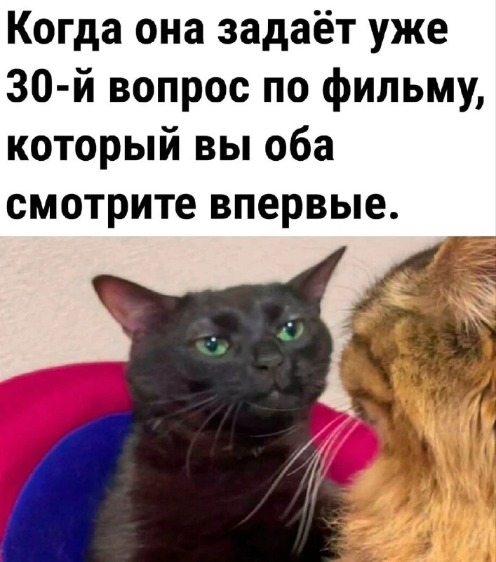 Тридцатый вопрос за вечер — это уже не любопытство, это отдельный вид спорта 😄

SHAPO media · наши 