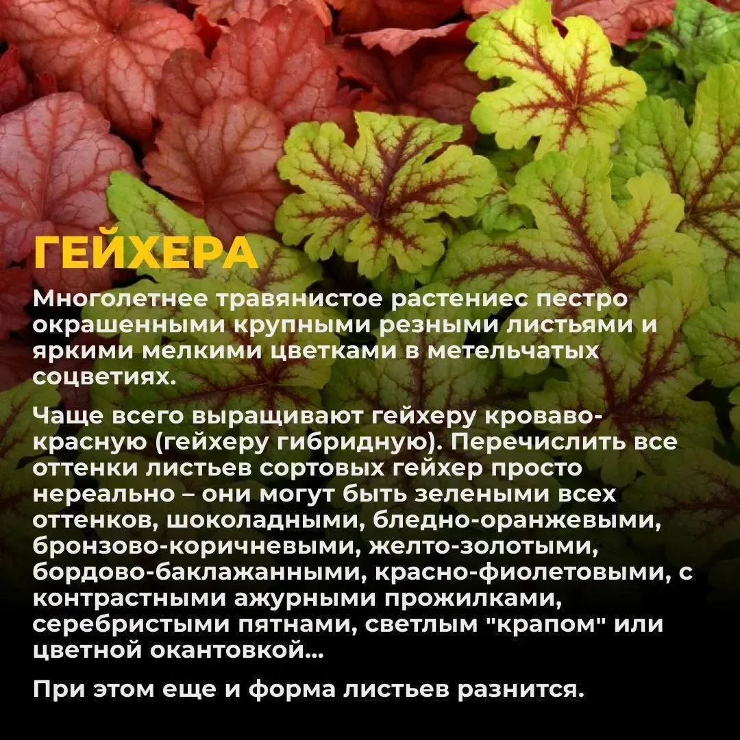 Топ-9 декоративно-лиственных садовых растений для открытого грунта, мимо которых просто...