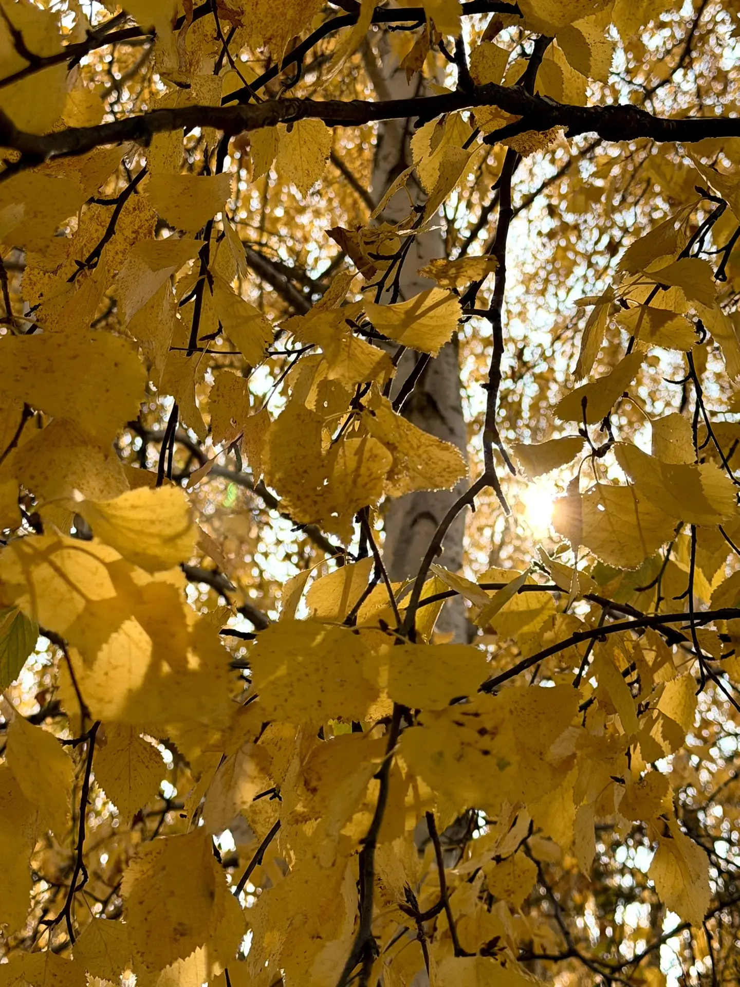 🍁Лето незаметно сменилось осенью, и в такие моменты особенно задумываешься о том, как ...