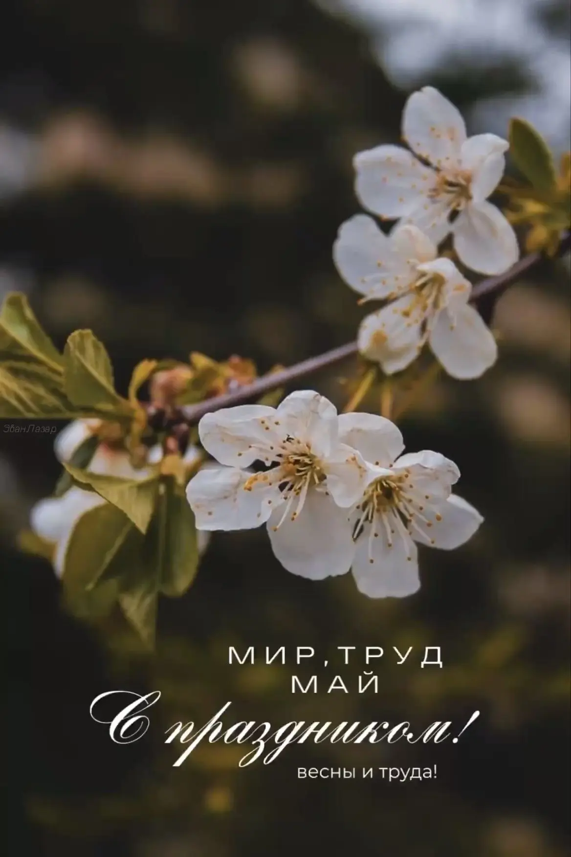 🌸🌸🌸