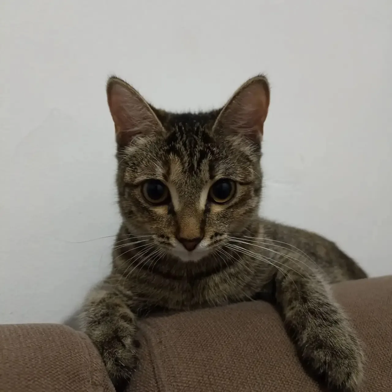 Потерялась кошка