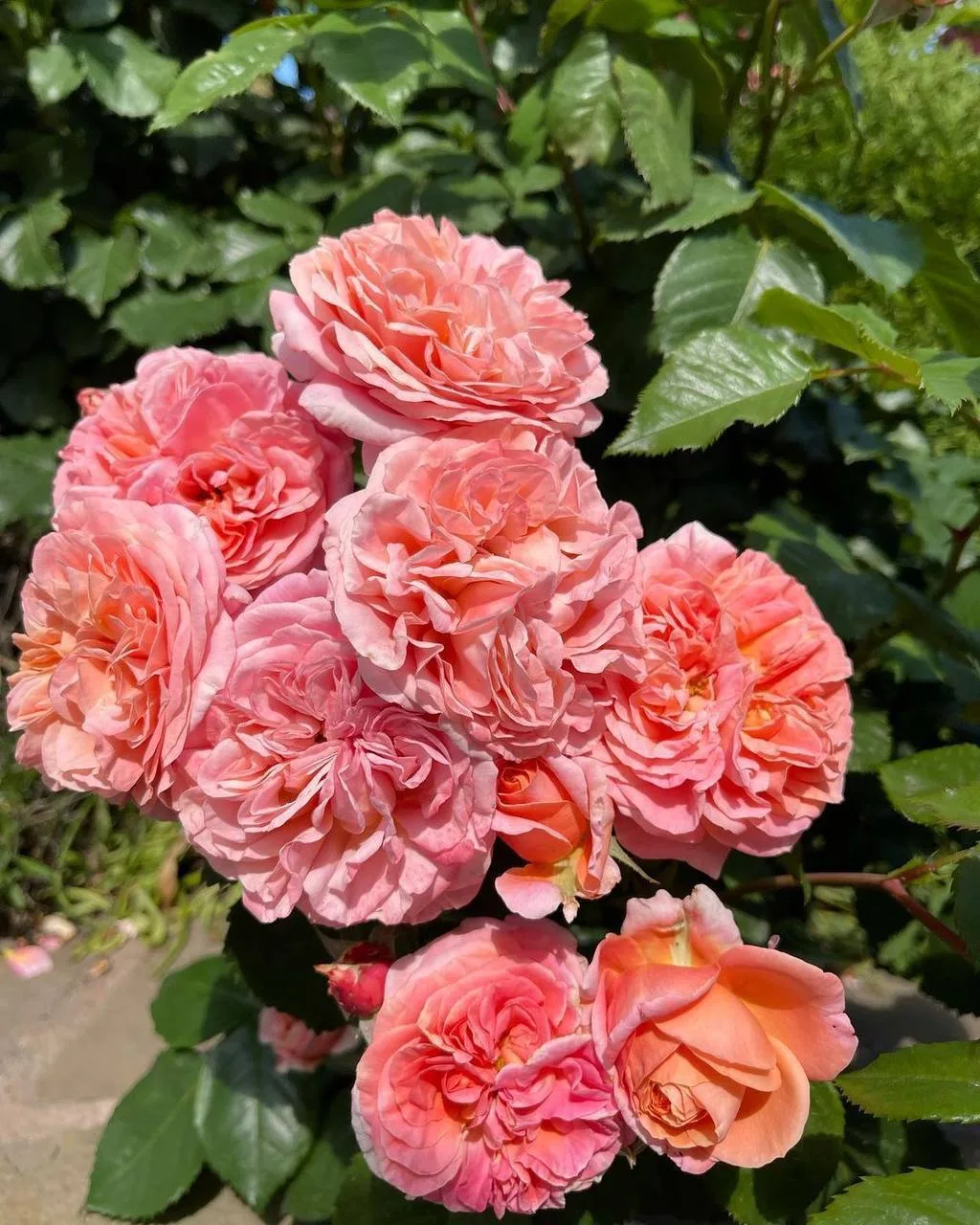 Роза Mary Ann! 🌹

Чайно-гибридная роза с большими, чашеобразными, часто квартированными, ностальгич