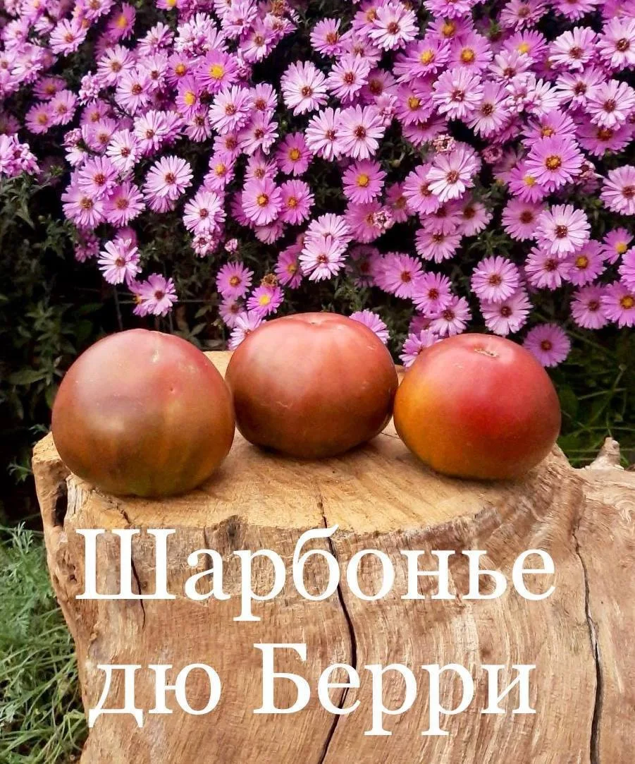 Лена, добрый вечер! Все томаты, что я покупала у Вас,  замечательные, но в этом сезоне ...