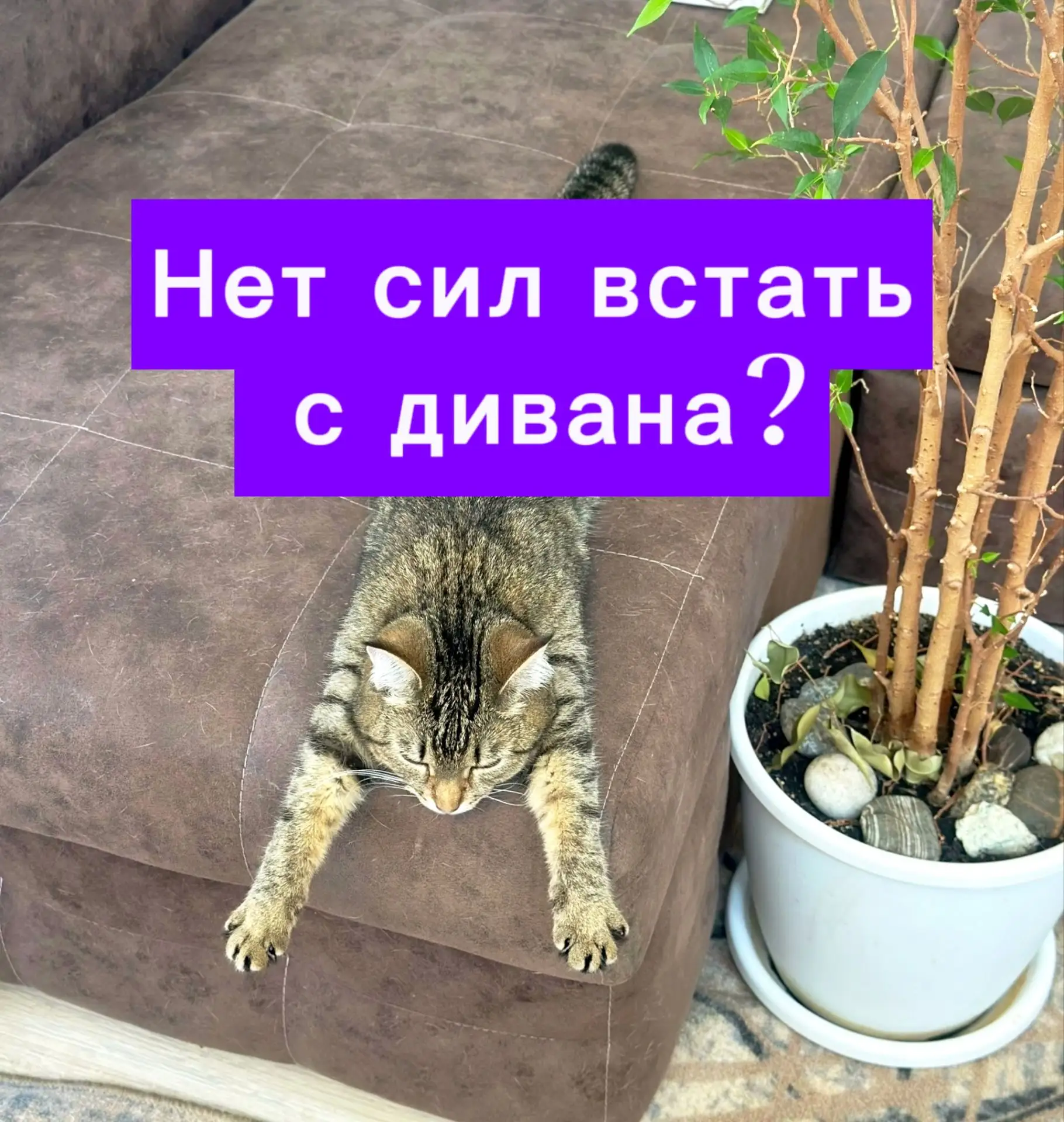Нет сил даже встать с дивана?

Моя медаль в школе сорвалась из-за четвёрки по физкультуре. В целом с