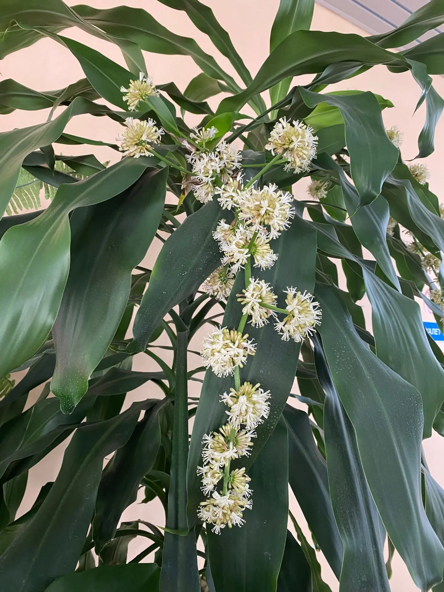 Костомукшская больница расцвела🌼🌱
В фойе Межрайонной больницы № 1 зацвела драцена душистая. В комн