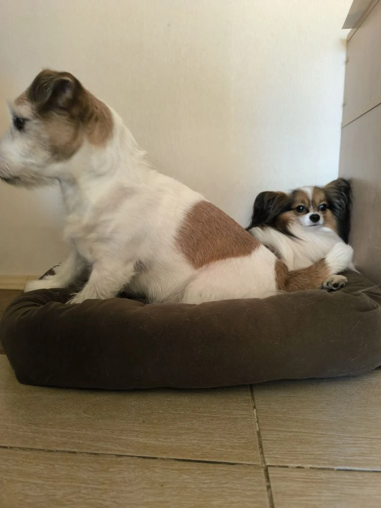 Вот такая лежанка теперь у Паштета,но приходится её делить с Космосом 😂