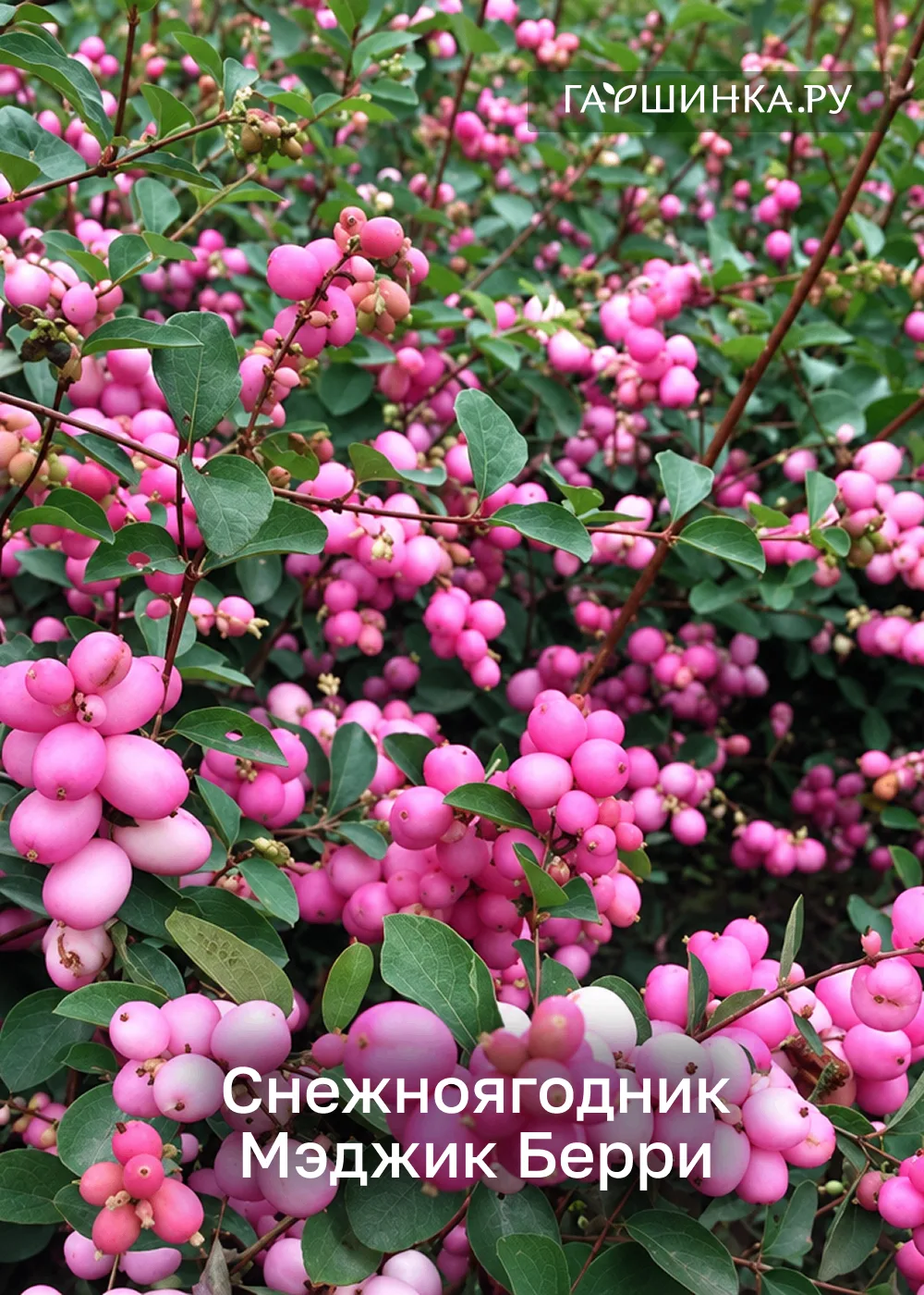 Эти растения точно нужны вашему осеннему саду! 😍🔥