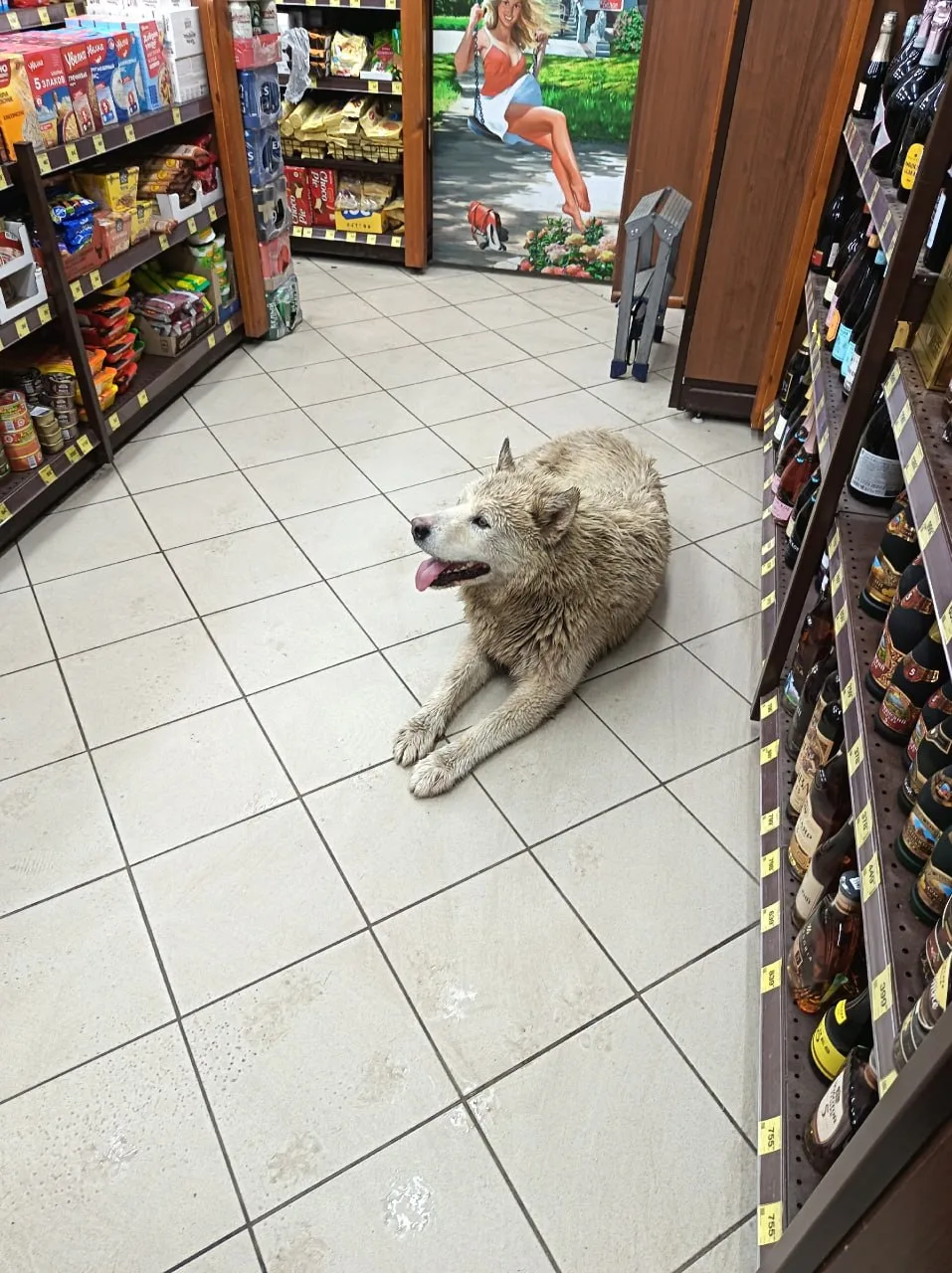 Собака в магазине КБ Первомайская 15, хозяин найдись.