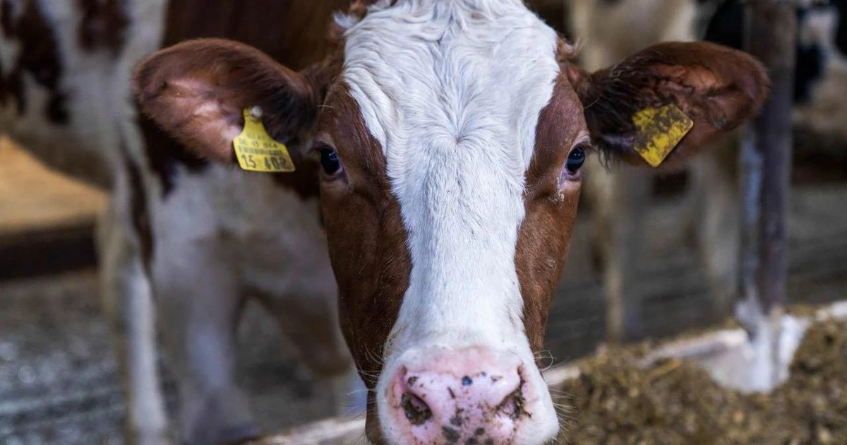 🐄 Редкую породу восстановят в Подольске