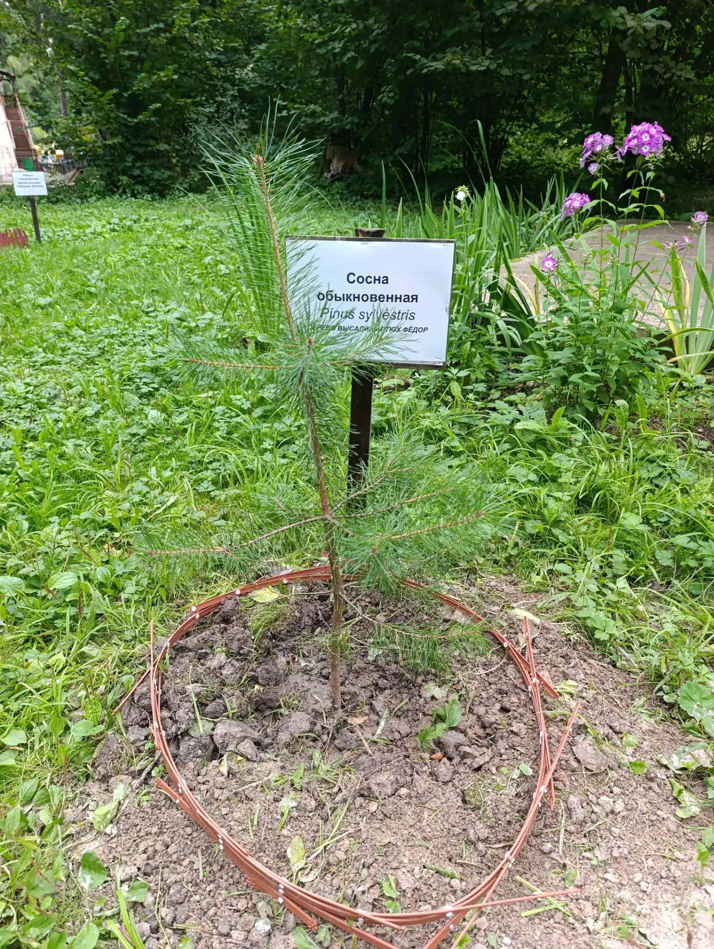 Стало хорошей традицией в городском парке «Старый город» высаживать именные деревья — з...