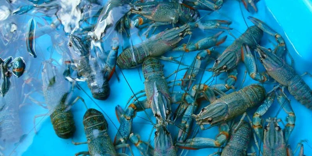 🦞Белорусские специалисты нашли вариант массового получения деликатесов