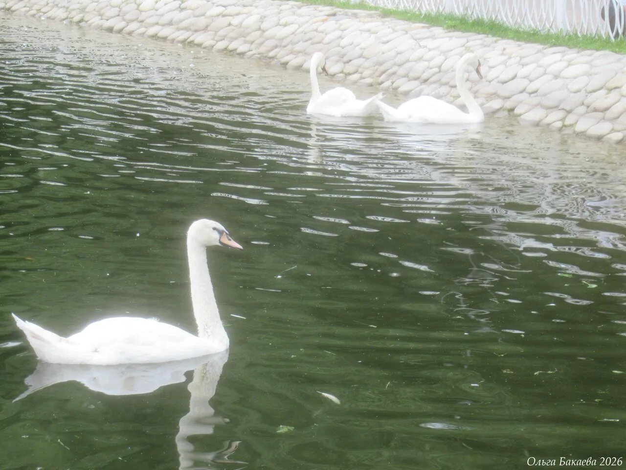 🦢 Лебедята, дети Ромео и Джульетты, уже так подросли, что их визуально сложно отличить...