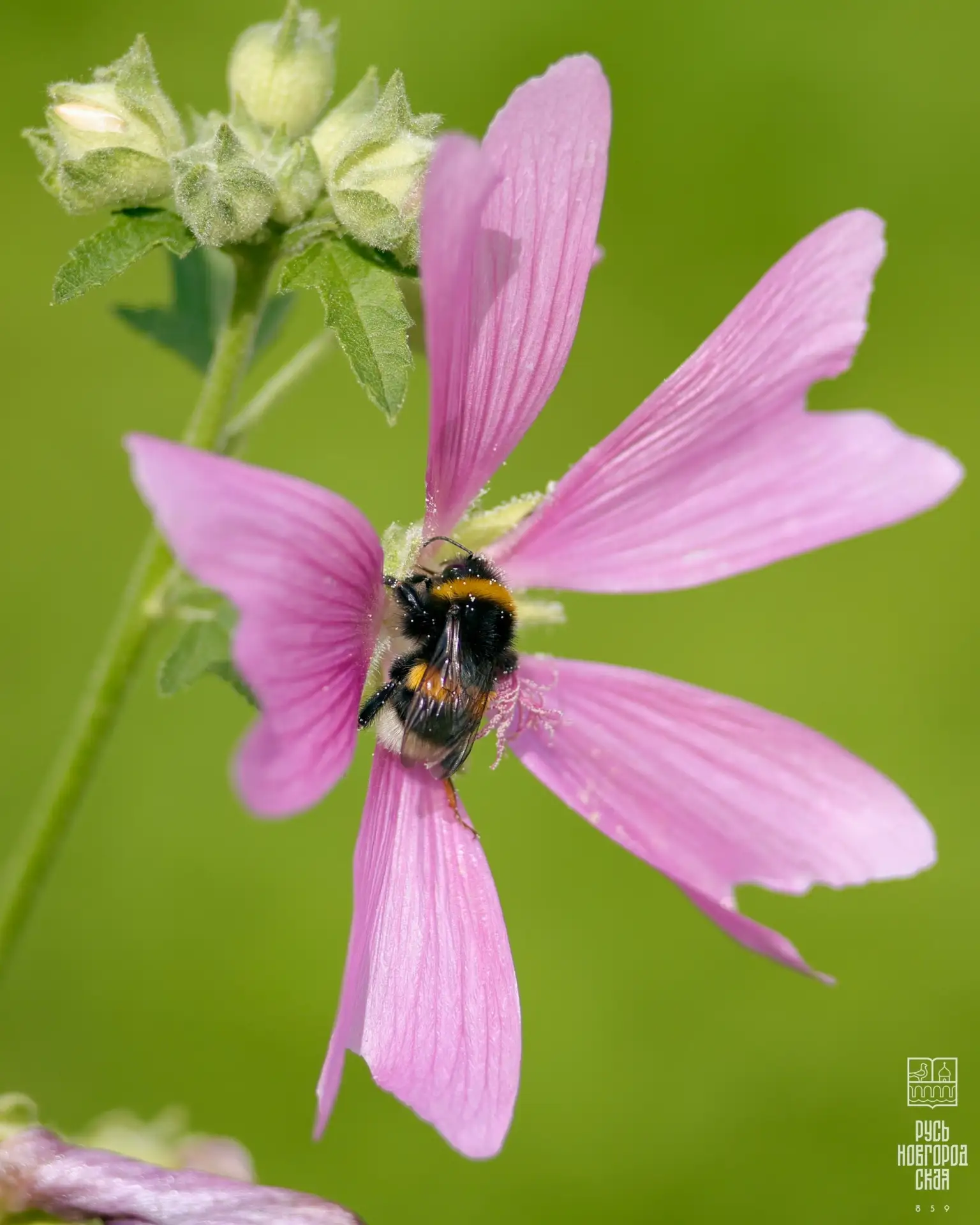 🐝 Лето подходит к концу, но разве это повод расстраиваться?