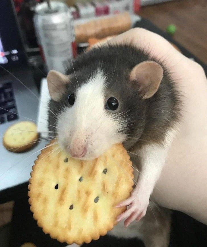🐀 Крысы помогают друг другу без выгоды

Они делятся едой и освобождают попавших в ловушки. Даже есл