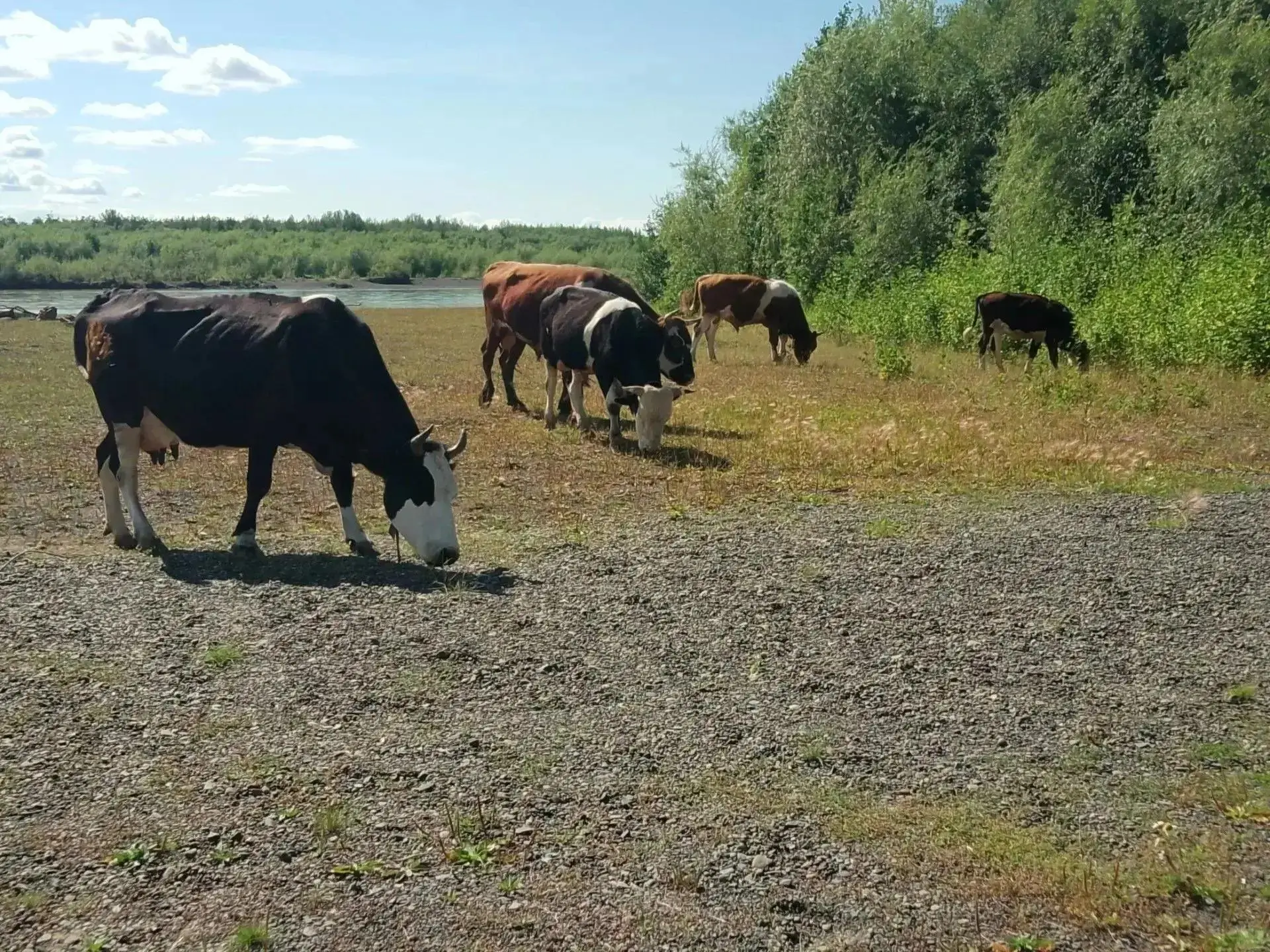 🥛 В селе Ваеги на Крайнем Севере выращивают капусту и делают нежные сливки

В администрации Анадырс