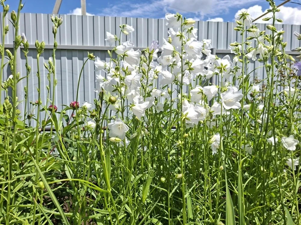 🌺 Друзья, какая красота живёт в наших чатах!  Посмотрите, какие чудесные фотографии прислал Вячеслав
