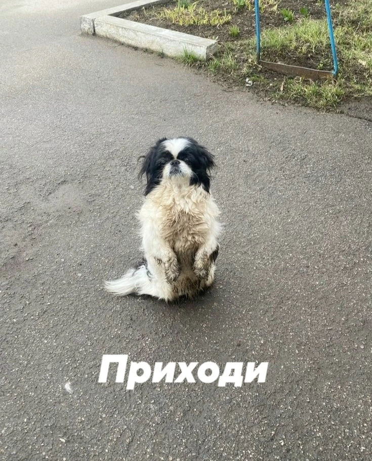 Большое сердце: В День города в парке озерчане смогут помочь приюту "Преданное сердце" ❤

Ранее анон