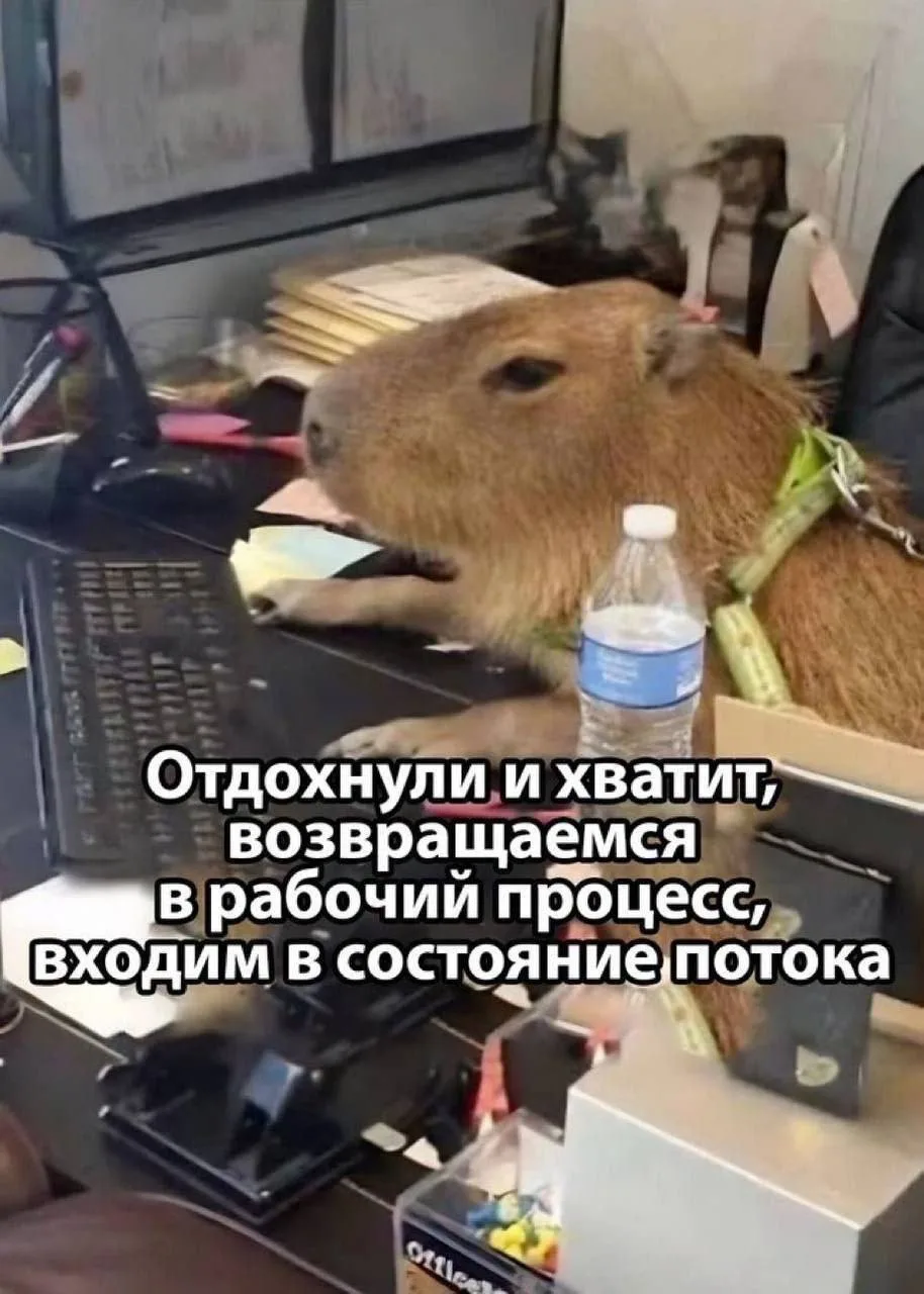#мемыдня