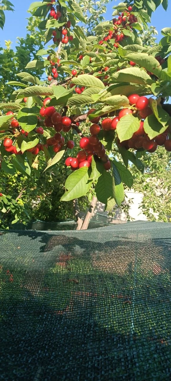 Продам черешню! Рвём под заказ с дерева. Цена 150₽. Луганск. +79591766979