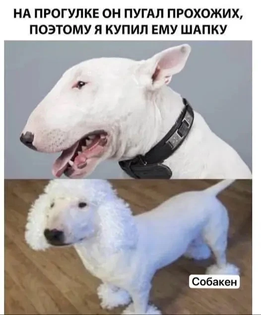 Зверье мое. Усатый юмор, мемы тут. Подпишись 👉