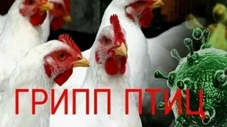 Грипп птиц – острая инфекционная вирусная болезнь, характеризуется поражением органов пищеварения, д