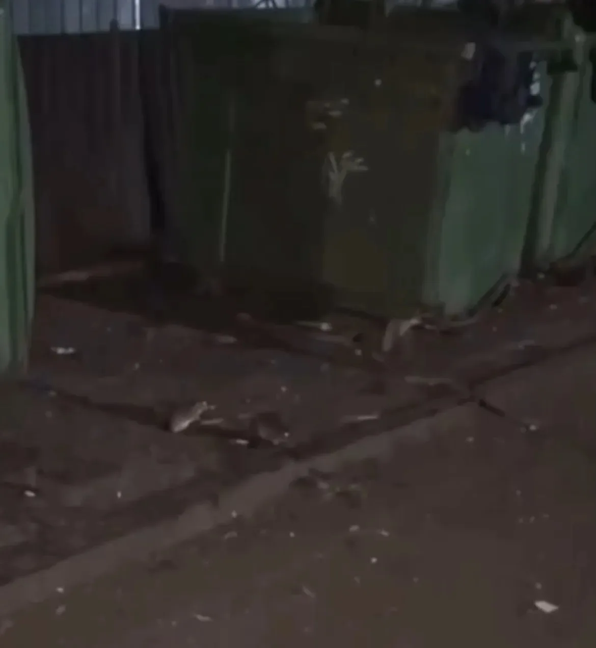 🐀 Крысы заполонили мусорки и лезут в подъезды дома на улице Калинина в центре Челябинска