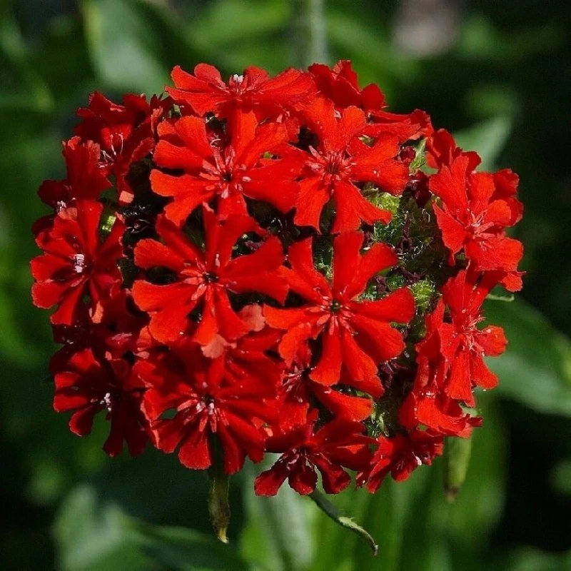 ЛИХНИС🌿