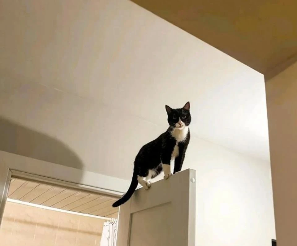 Мур! Это Мокрый Носик 🐈‍⬛