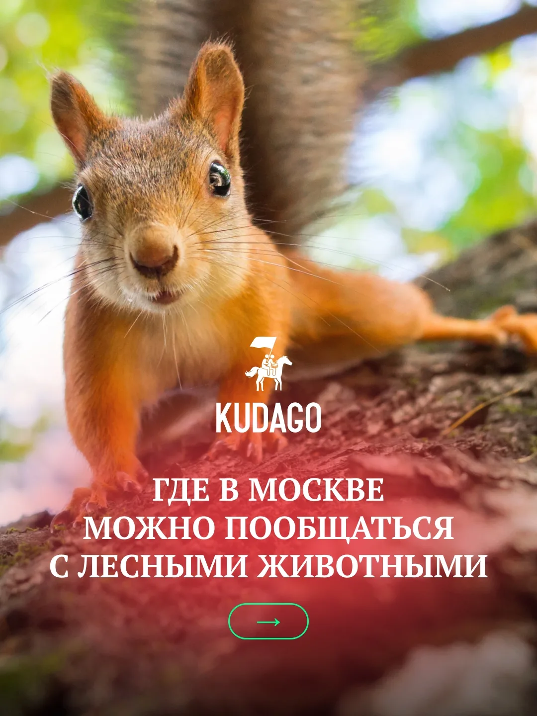 Каких животных можно встретить в Москве кроме голубей и воробьёв? Белок, лосей, сов, со...
