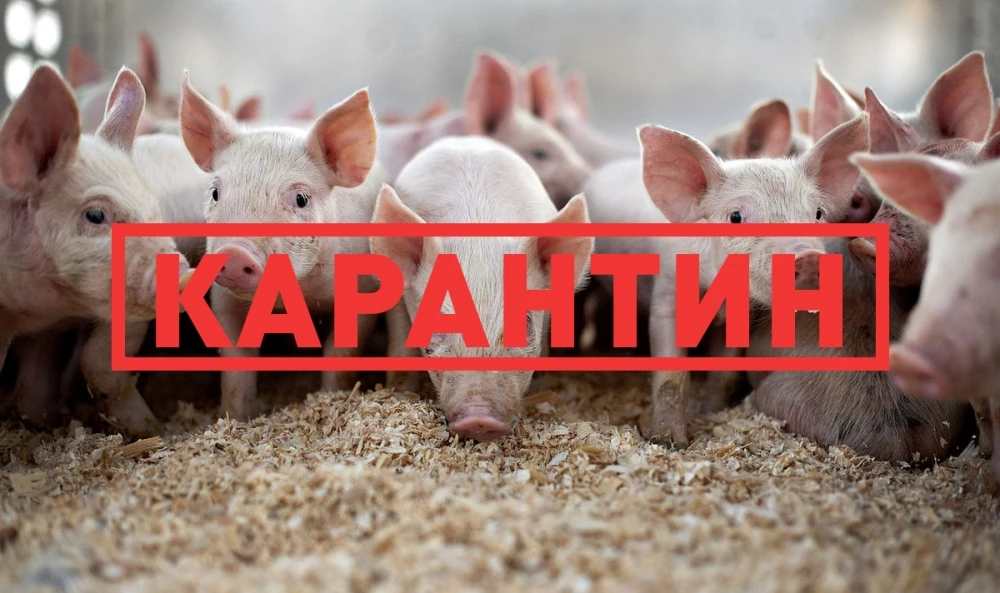 АЧС – это высоко заразная инфекционная болезнь домашних свиней и диких кабанов. Возбуди...