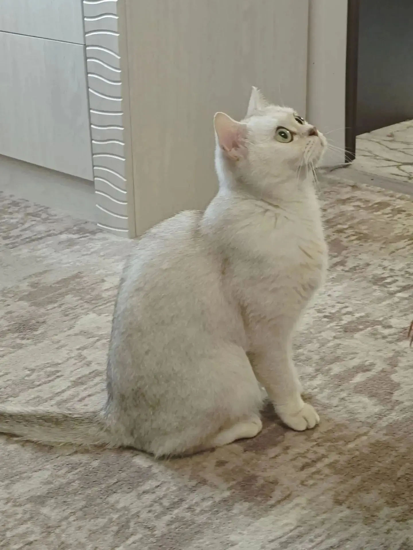 Любимица, охранница и защитница Алиса 🐈