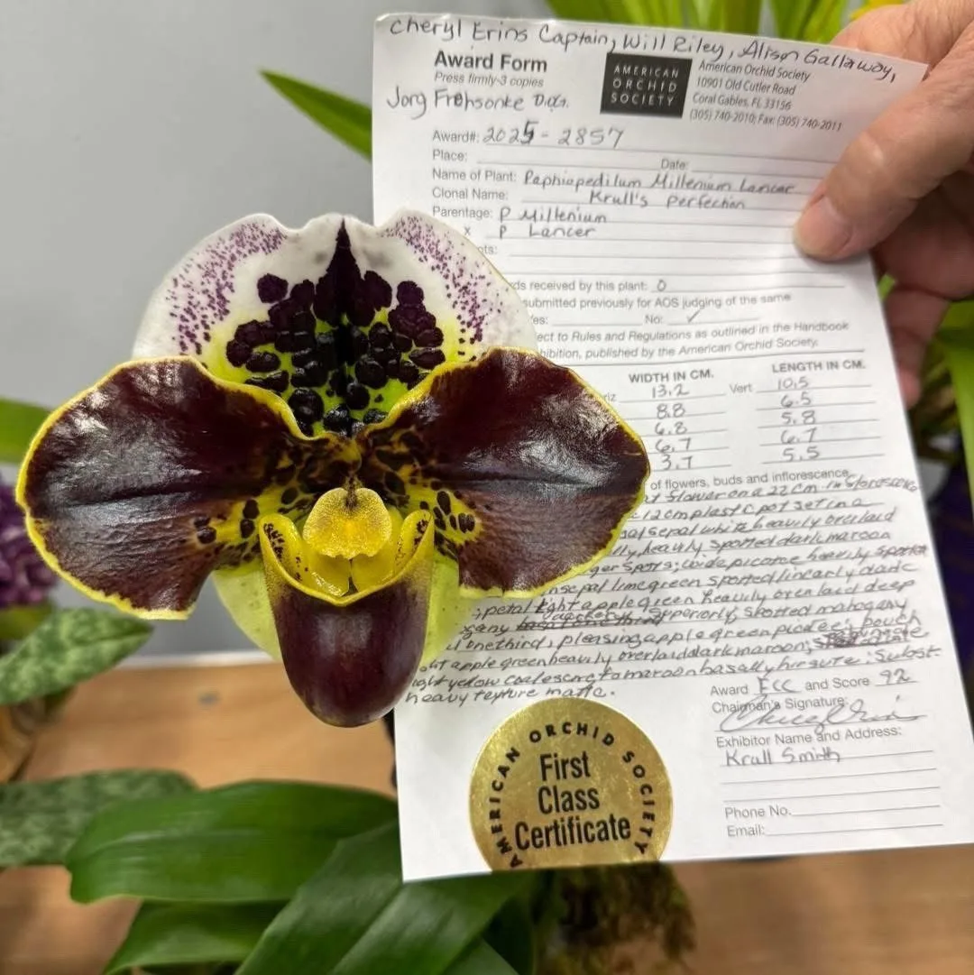 🌸 Paphiopedilum Millennium Lancer "Crystelle" FCC/AOS получил сертификат первого класс...