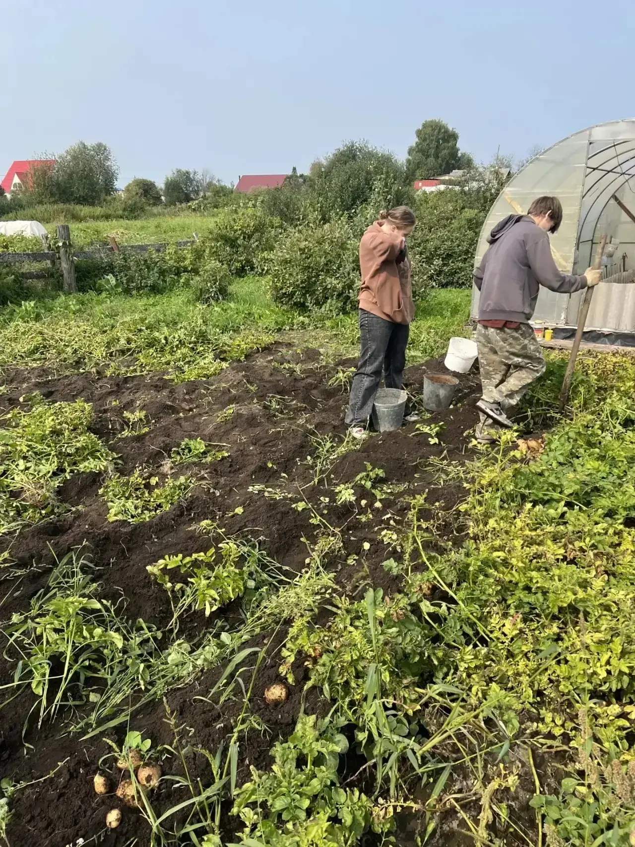 На днях студенты техникума помогли с уборкой урожая Ядревской Вере Ивановне - ветерану ...