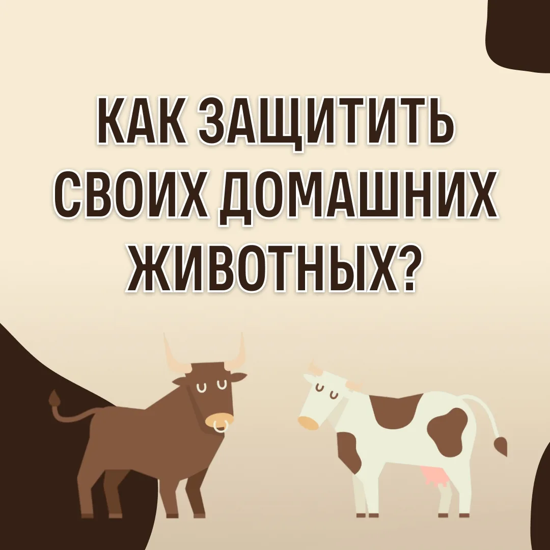 Домашние животные болеют также, как и люди. Важно своевременно делать им прививки, чтоб...