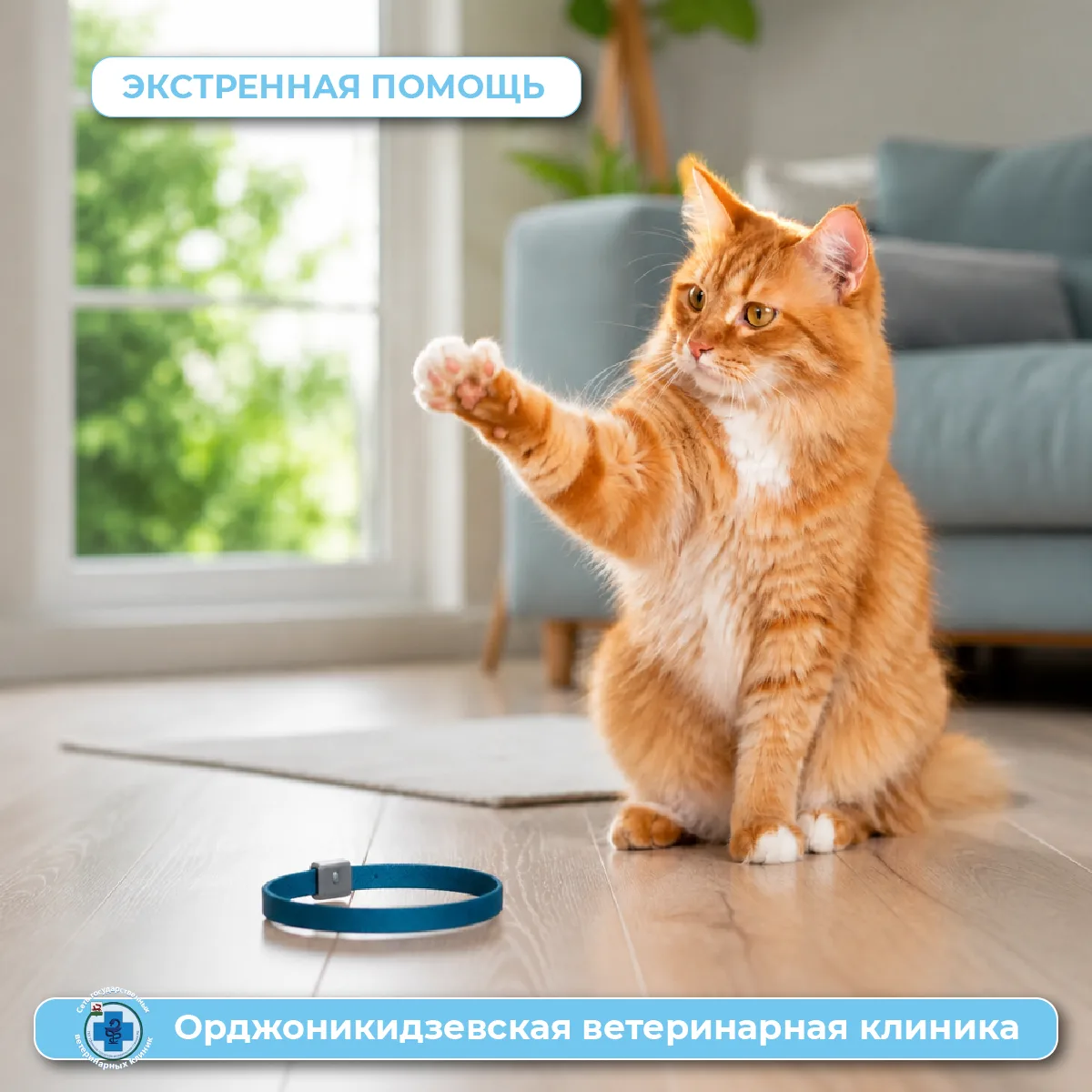 Не покупайте ошейники от блох где попало! История Саймона🐈