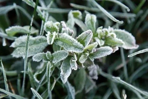 🥶 Заморозки до -3°С ожидаются в ЛНР ночью 9 сентября
