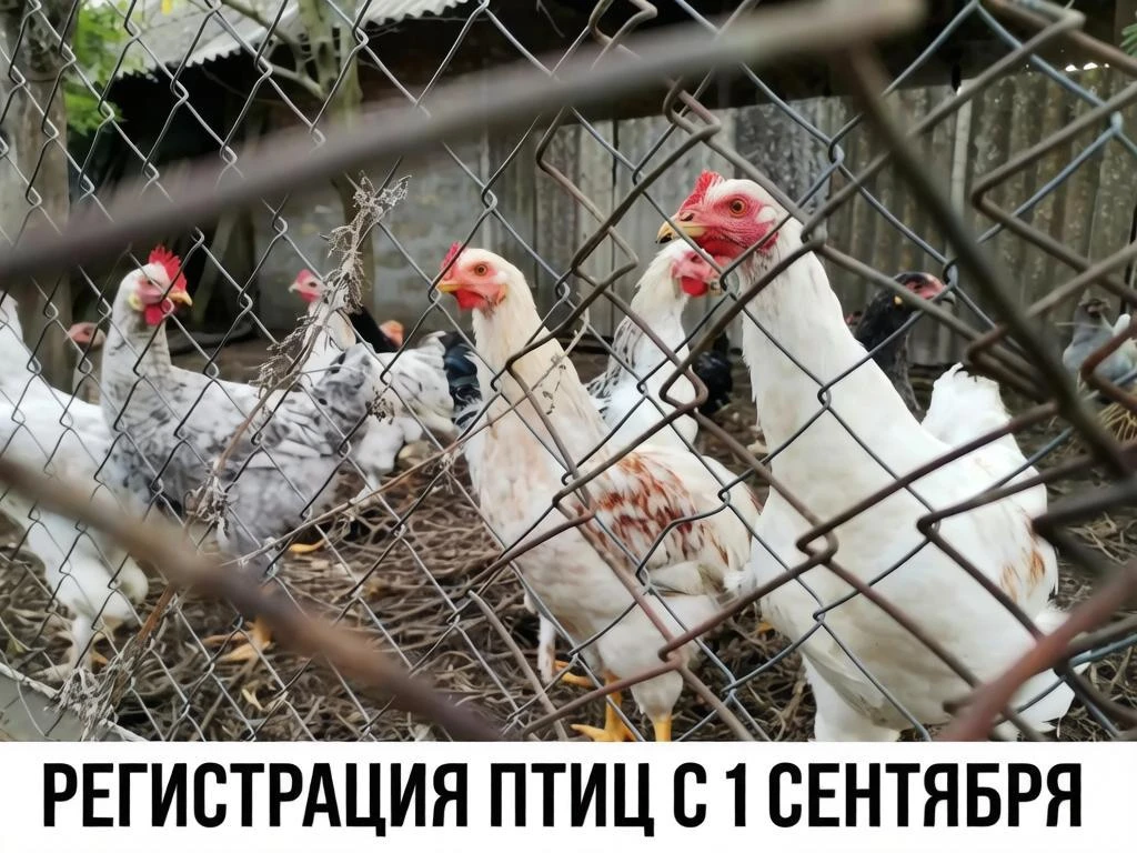 Вниманию владельцев домашней птицы! Обязательная регистрация в системе «Хорриот»