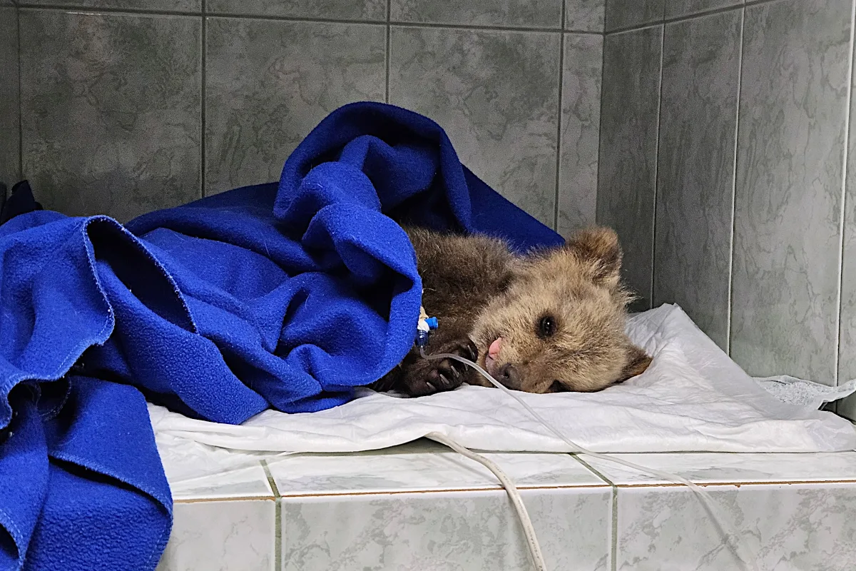 Спасение медвежьей малышки  В Тверскую область в ночь с 1 на 2 мая доставили девочку-медвежонка из В