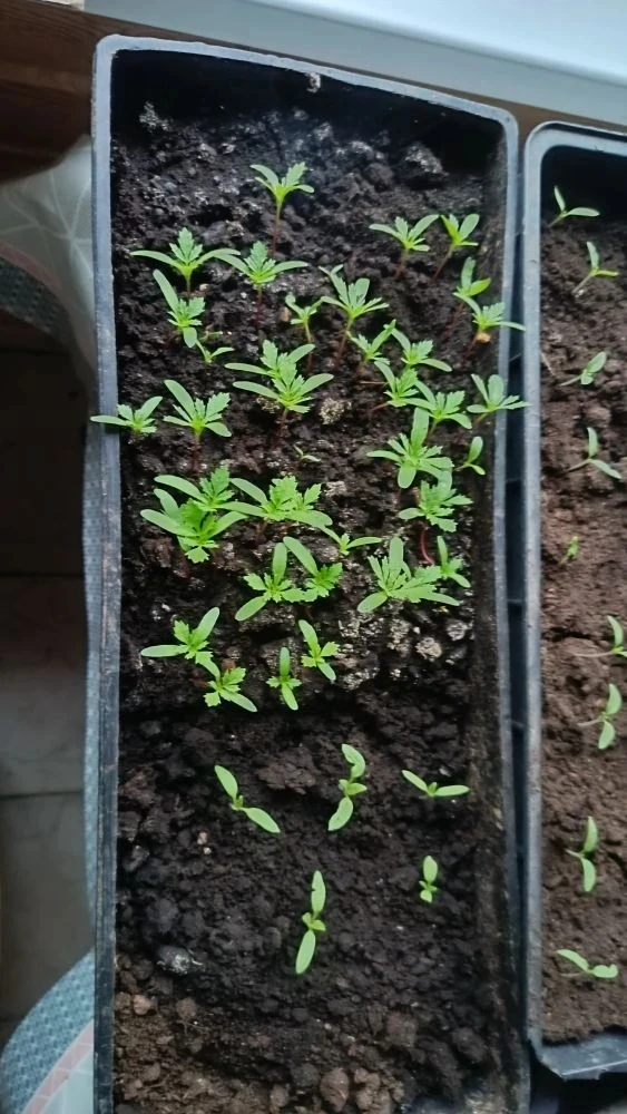 Цветущая школа: готовимся к яркому сезону! 🌸🌼🌺  Весна в нашей школе – это не только звонкие перемены