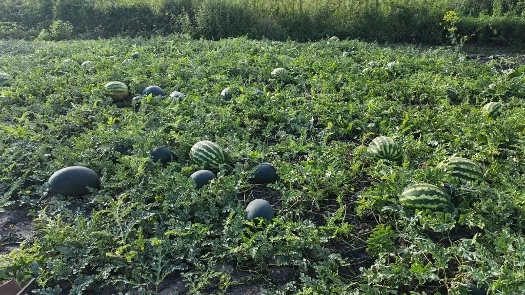 Жительница Крутинского района Омской области Нина Малыгина вырастила арбуз весом 35,5 к...