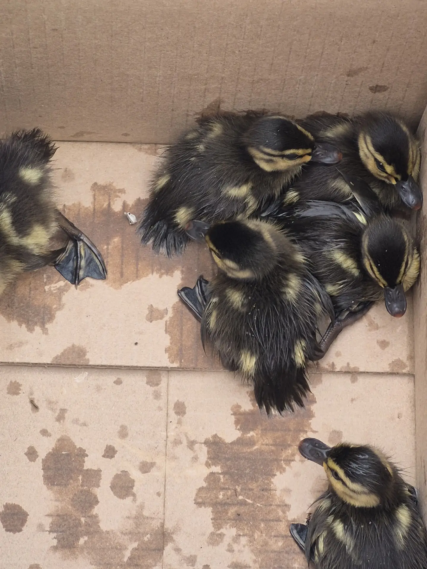 🦆🦆🦆Неожиданной спасательной операцией завершилась майская прогулка - экскурсия с детьми детского сад