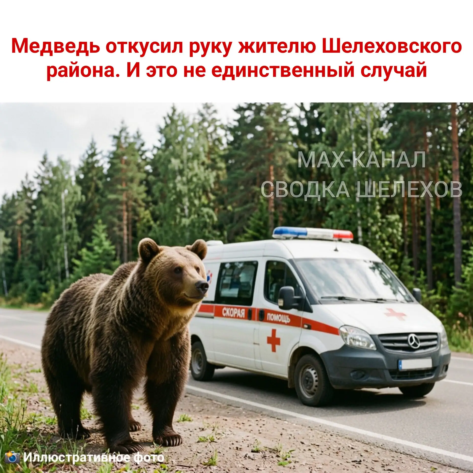 🐻 Медведь откусил руку жителю Шелеховского района. И это не единственный случай