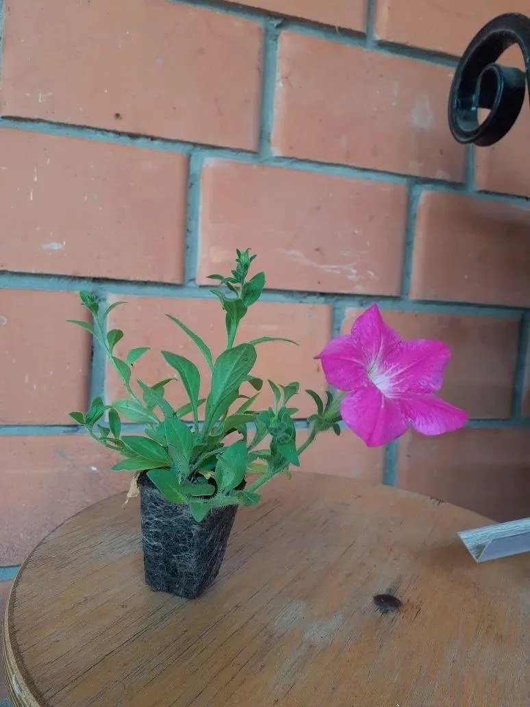 Продаю ампельную петунию из кассеты 25р.шт. 🌸🪴