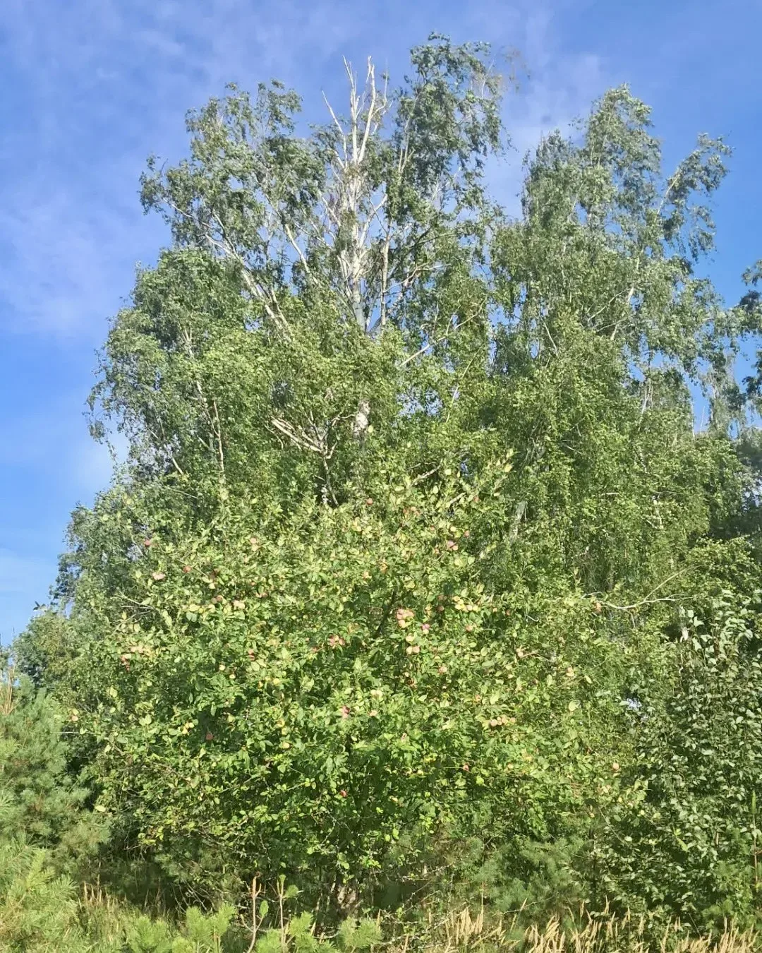 Доброе утро, район! ☀️

Сегодня нас ждёт по-настоящему летний день: солнечная погода и до +29 градус