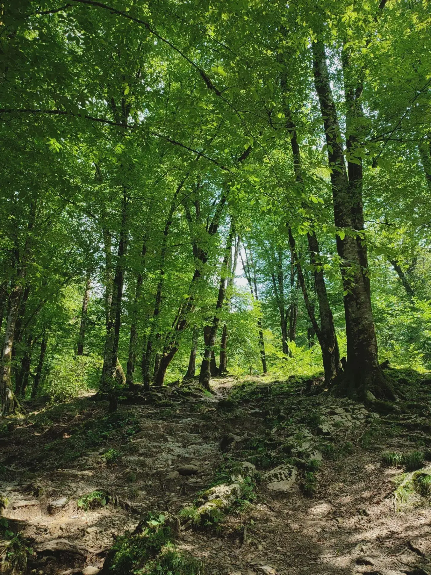 🌲 Новые правила для туристических объектов в нацпарках