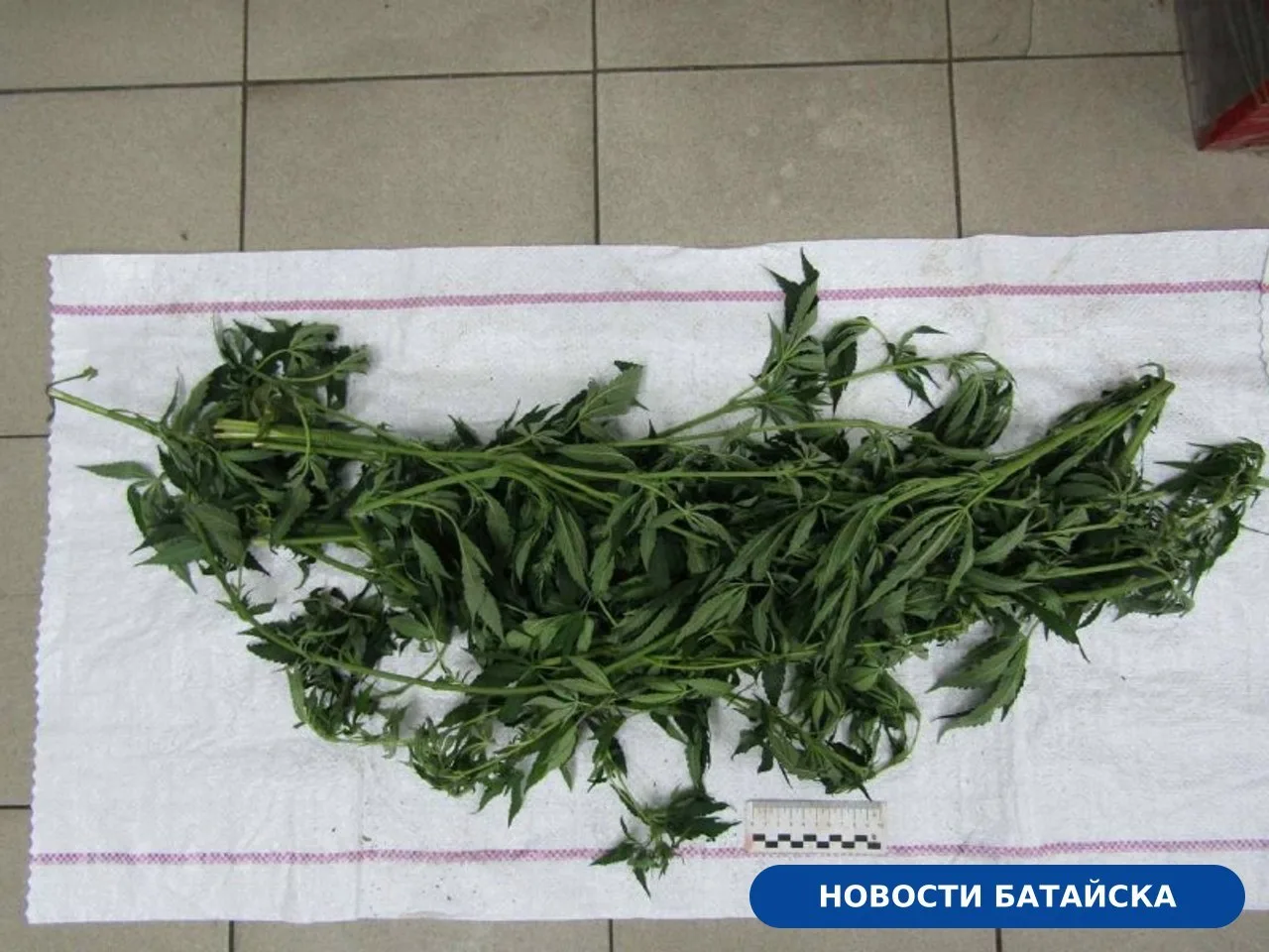 У 50-летнего жителя Батайска изъяли коноплю из-под пола