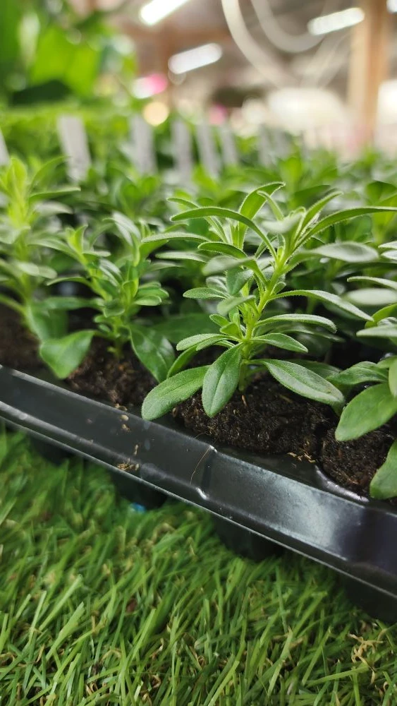 Ещё только начало февраля, а уже столько красоты наросло 😍🌱